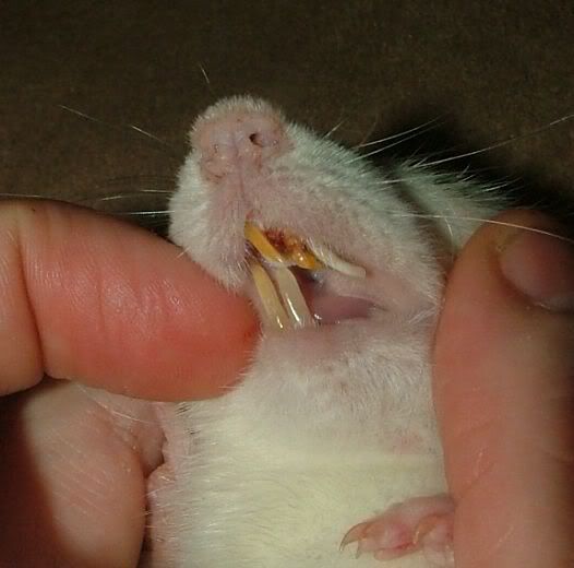 Rat over grown teeth need help Rat Forum